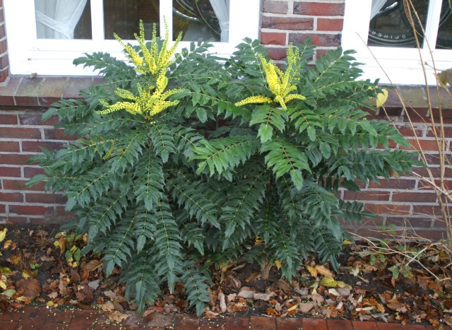 Mahonia media 'Winter Sun' - die winterblühende Schmuckblatt-Mahonie