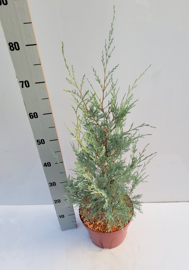 Juniperus scopulorum 'Wichita Blue' - Rocky Mountain Wacholder Wichita Blue - Blauer Wacholder 