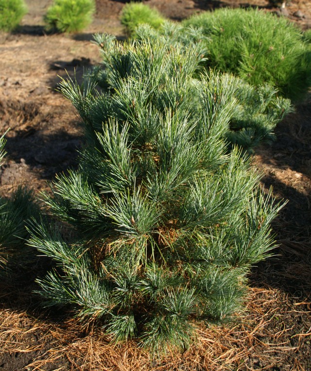 Pinus cembra 'Westerstede' - die Zirbelkiefer
