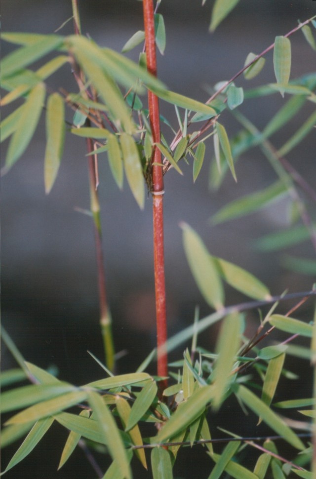 Fargesia sp. 'Jiuzhaigou 1' - der rote Gartenbambus