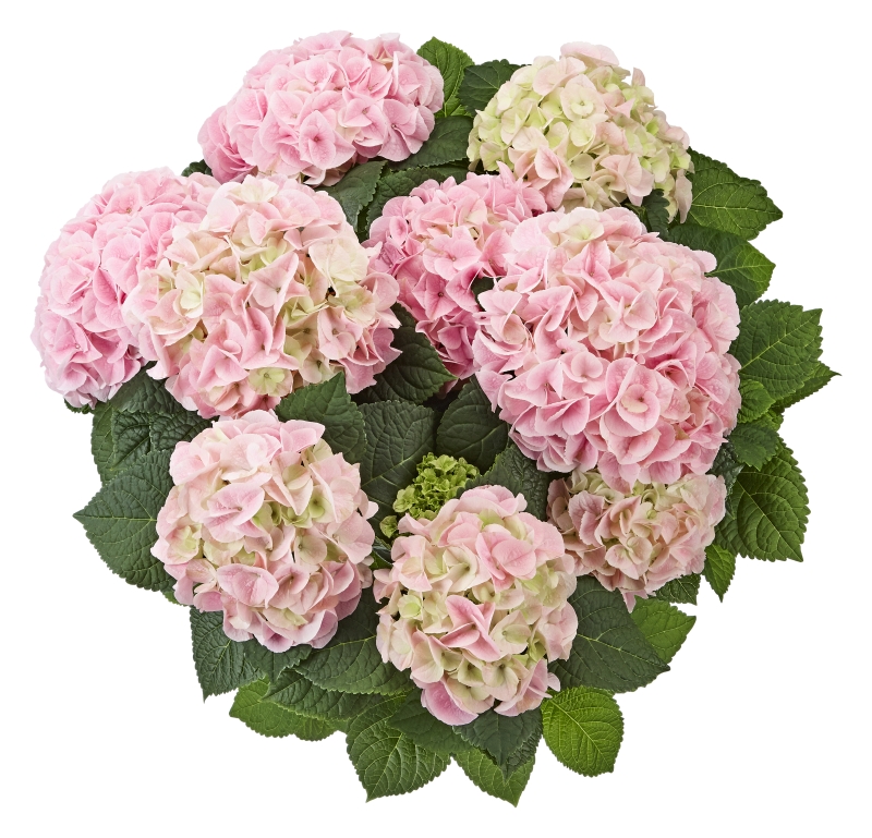 Hydrangea macrophylla Saxon® 'Sonnenstein' (S) - rosa Ballhortensie