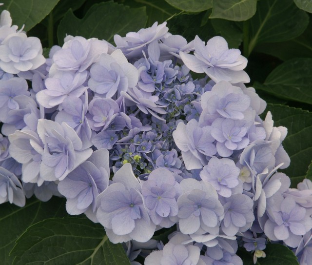 Hydrangea macrophylla You & Me 'Forever'