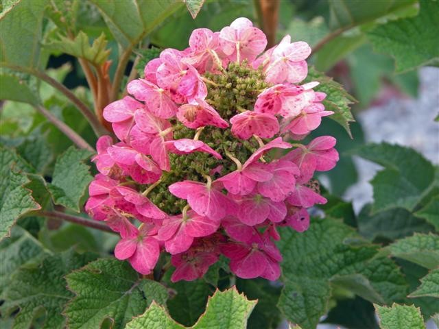 Hydrangea quercifolia 'Rubby Slippers'