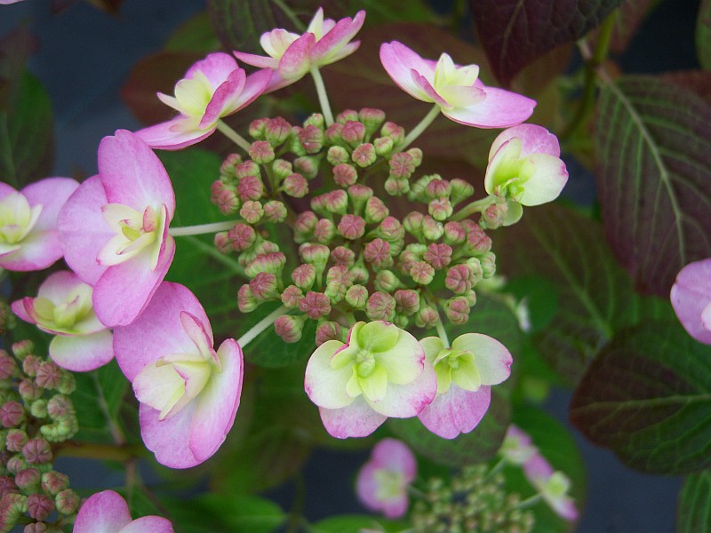 Hydrangea serrata ‚Summer Glow‘ (EU-S) – Japanische Berghortensie Summer Glow, rosa oder blaue offene Blüte, feuerrot färbendes Laub im Spätsommer