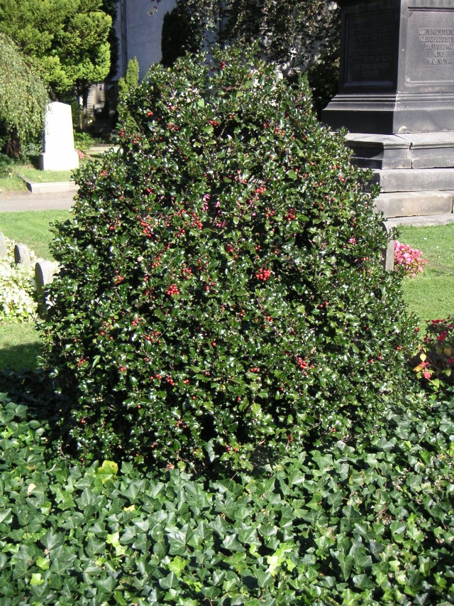 Ilex meserveae 'Blue Angel'