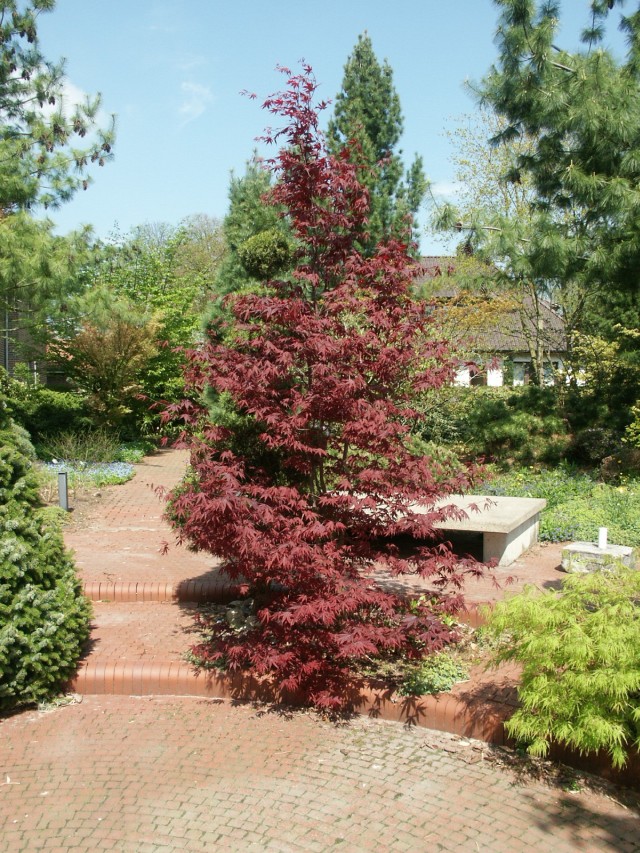 Acer palmatum 'Atropurpureum' - der rote Fächerahorn