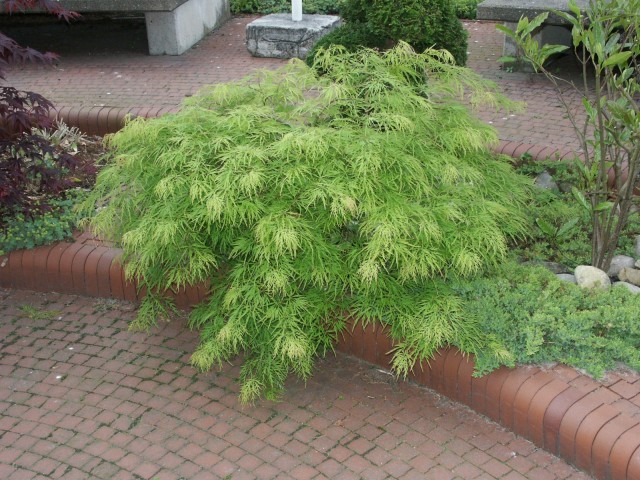 Acer palmatum 'Dissectum' - der grüne Schlitzahorn