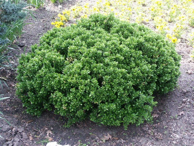 Berberis buxifolia 'Nana' - Grüne Polsterberberitze