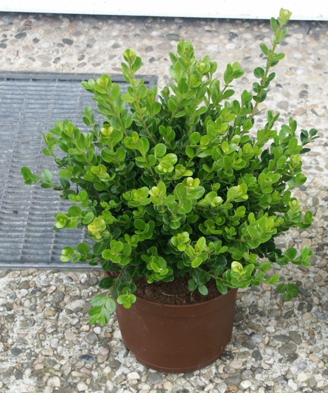 Buxus microphylla 'Faulkner' - Buchsbaum Faulkner