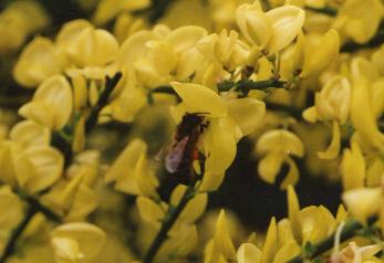 Cytisus praecox 'Allgold' - der Elfenbeinginster Allgold