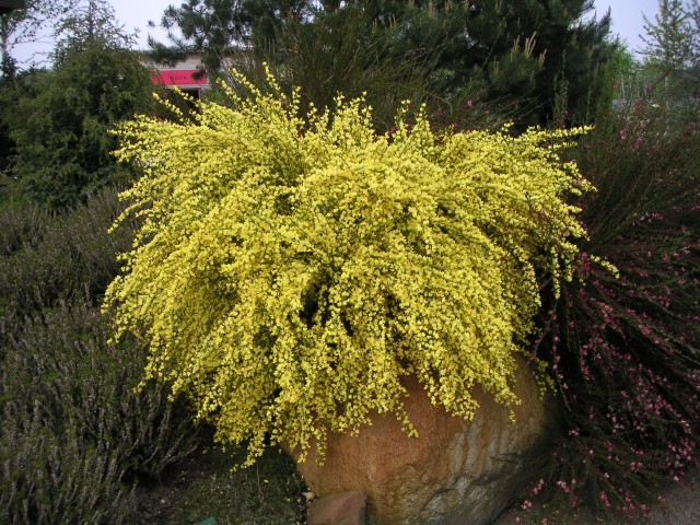 Cytisus praecox 'Allgold' - der Elfenbeinginster Allgold