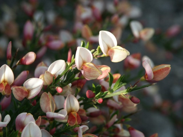 Cytisus praecox 'Zeelandia' - cremefarben rosa Ginster