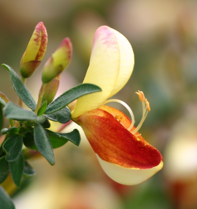 Cytisus scoparius 'Queen Mary' - gelbroter Ginster