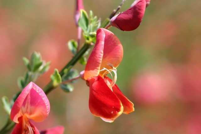 Cytisus scoparius 'Roter Favorit' (Syn. 'Red Favorite') - roter Ginster