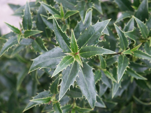Ilex aquifolium 'Myrtifolia' - myrtenblättriger Ilex