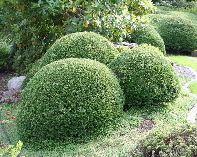 Ilex crenata 'Stokes'