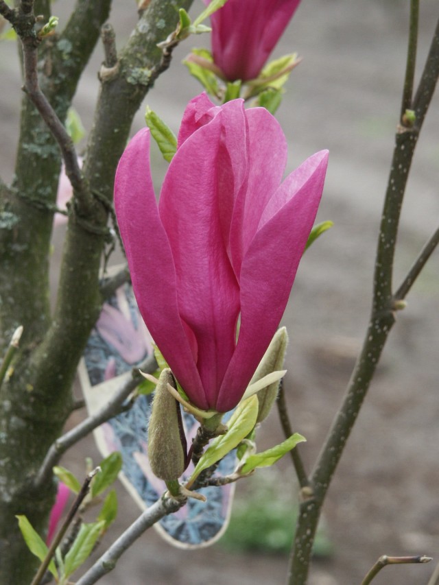 Magnolia liliiflora 'Susan' Blüte