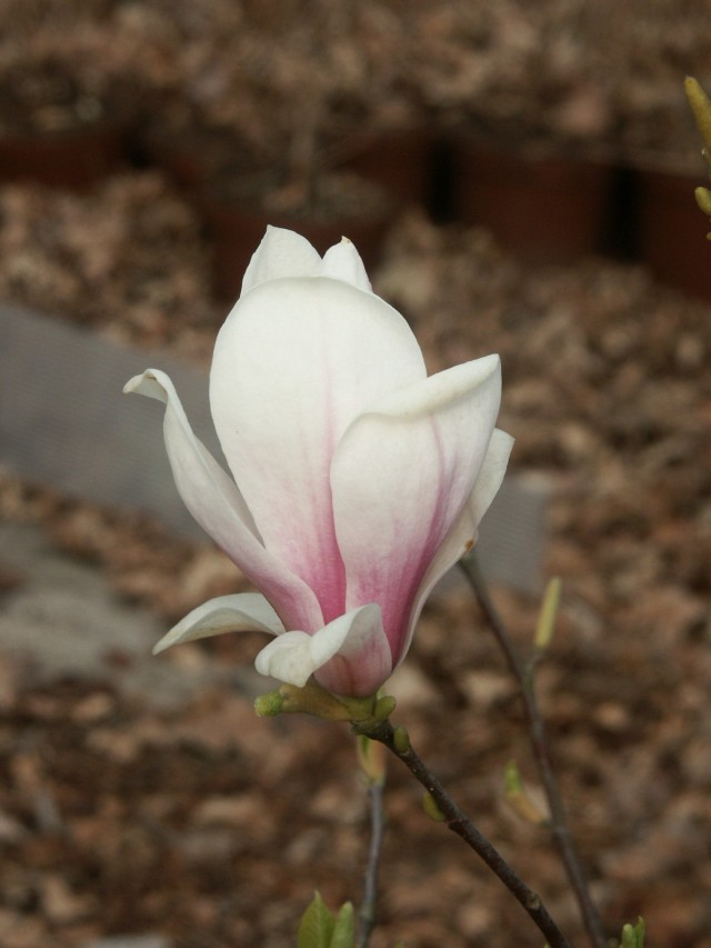 Magnolia soulangiana - einzelne Blüte