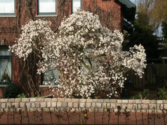 Magnolia stellata - alte Solitärpflanze