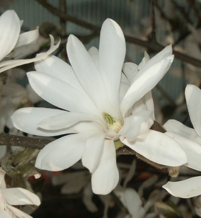 Magnolia stellata - einzelne Blüte