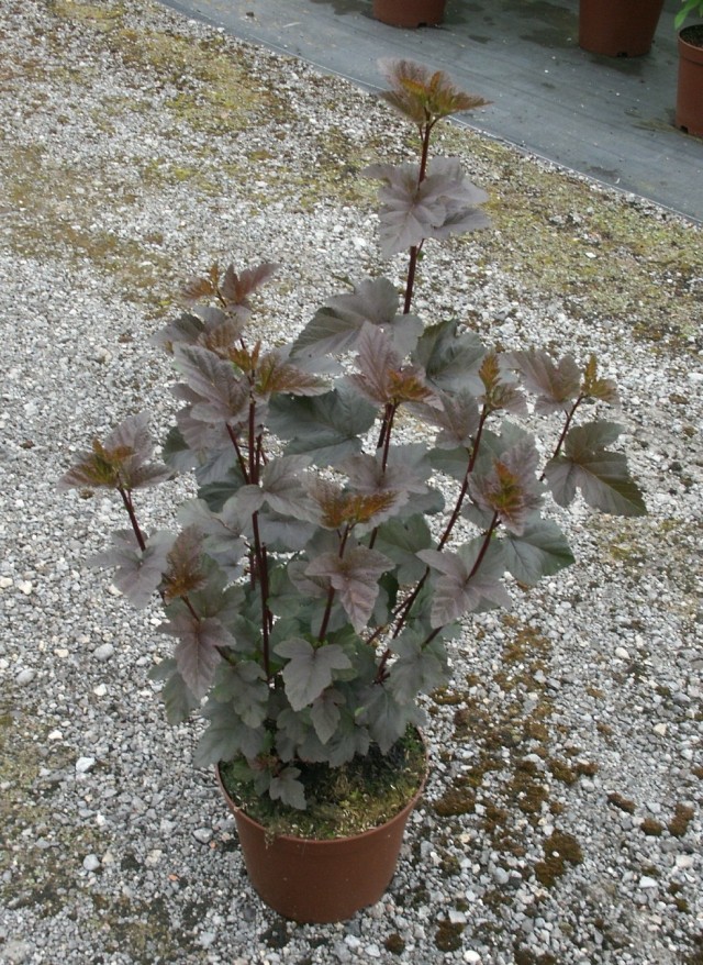 Physocarpus opulifolius 'Diabolo' - die dunkelrote Blasenspiere