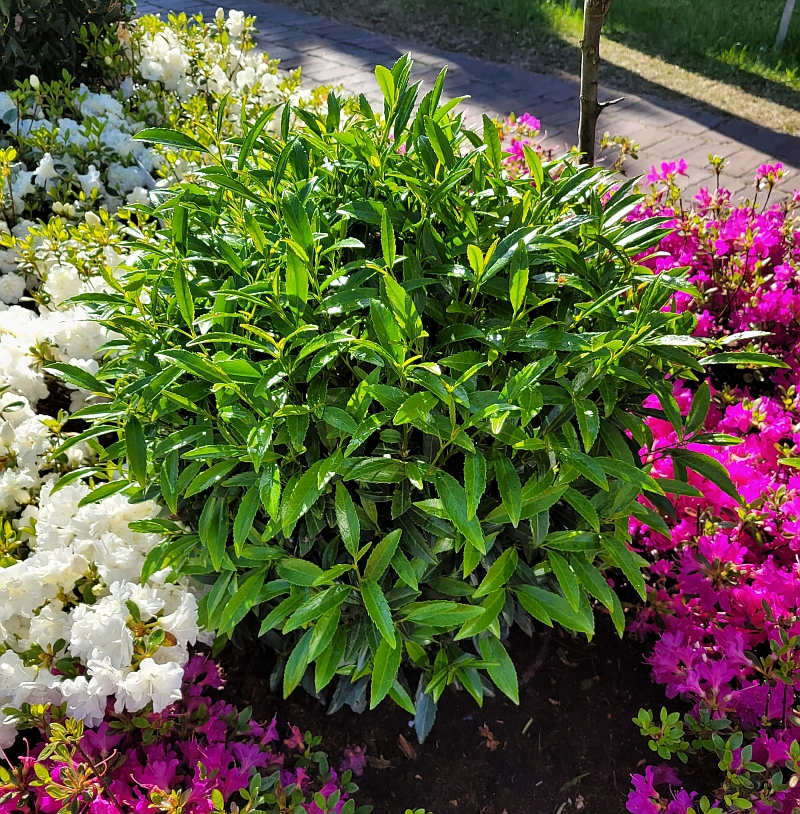 Prunus laurocerasus 'Zsófi' Filigrow Sofia (R) - Lorbeerkirsche Sofia