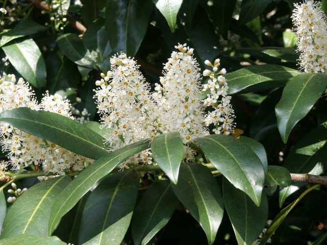 Prunus laurocerasus 'Herbergii' - Lorbeer-Kirsche Herbergii