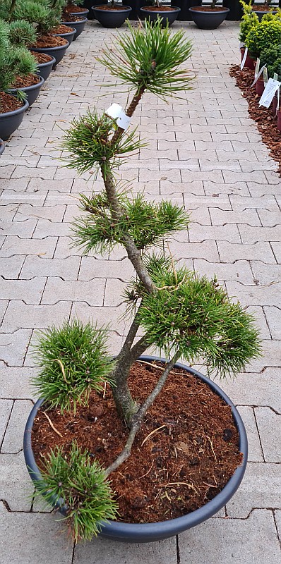Pinus uncinata als Bonsai
