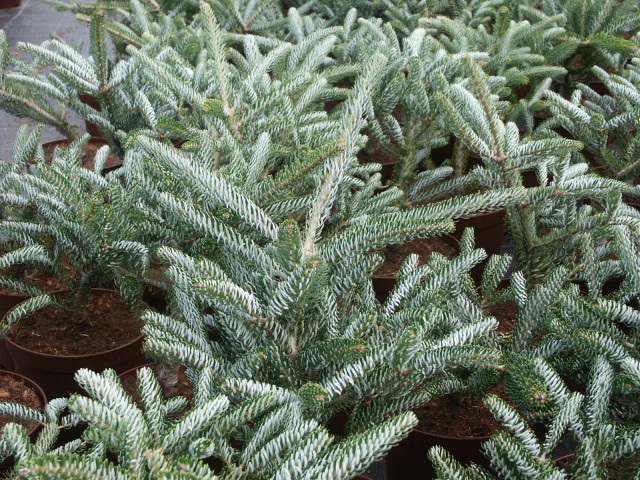 Abies koreana 'Silver Star' - Koreatanne mit Silberschein