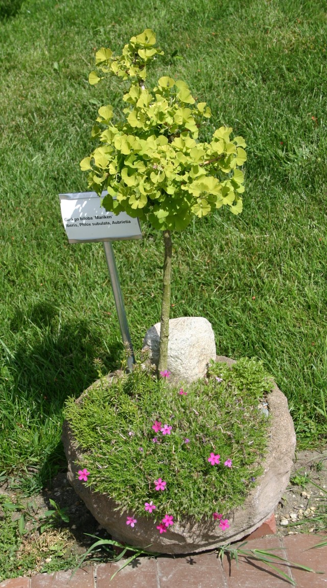 Ginkgo biloba 'Mariken' - Zwergform des Fächerblattbaums