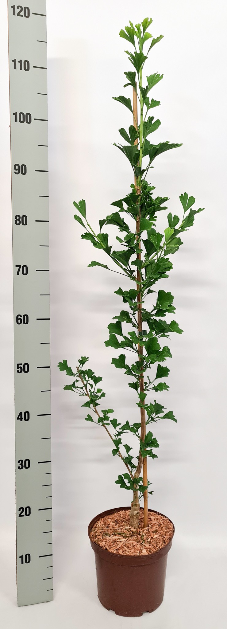 Ginkgo biloba 'Obelisk' - aufrechte Form des Fächerblattbaums