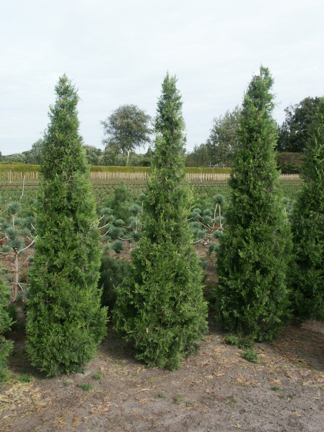 Juniperus chinensis 'Keetelerii' - Zypressen-Wacholder Keetelerii