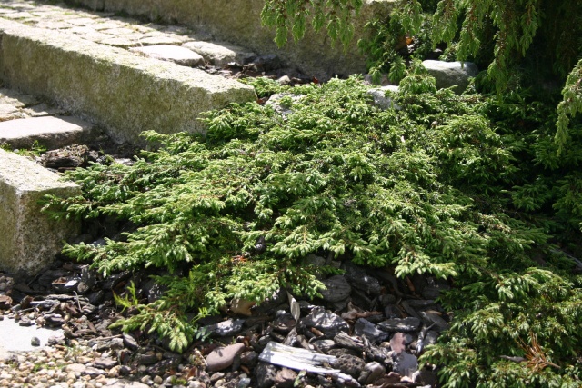 Juniperus communis 'Green Carpet' - Grüner Kriechwacholder