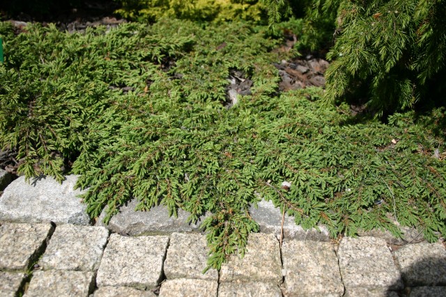 Juniperus communis 'Repanda' - Grüner Kriechwacholder