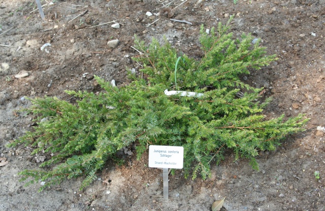 Juniperus conferta 'Slager' - Blauer Küstenwacholder