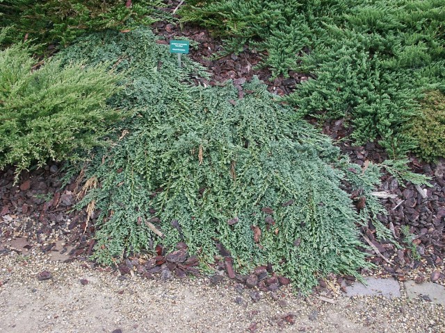 Juniperus horizontalis 'Icee Blue' ®