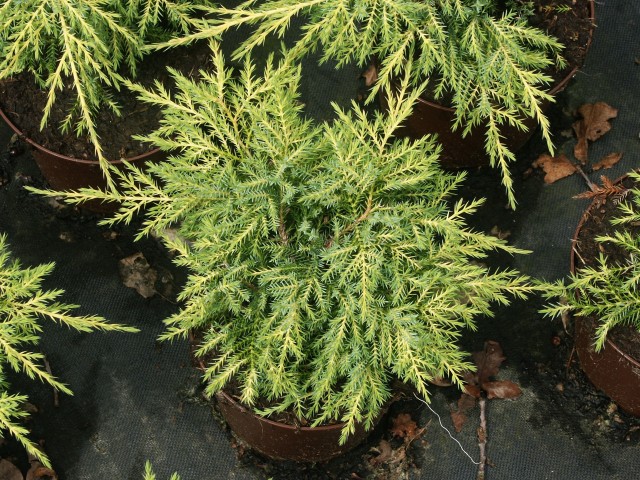 Juniperus media 'Gold Star' - goldgelber Wacholder