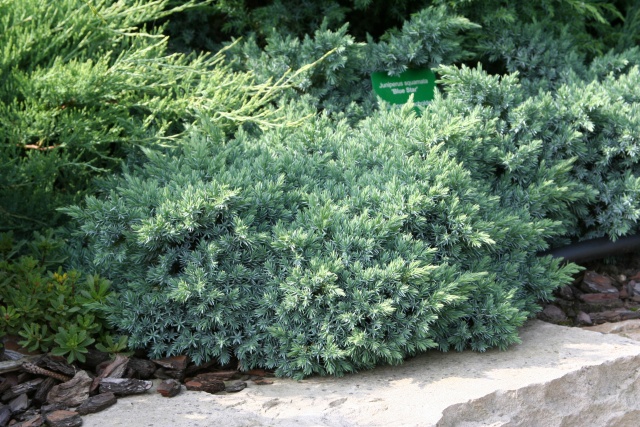 Juniperus squamata 'Blue Star' - der blaue Sternwacholder