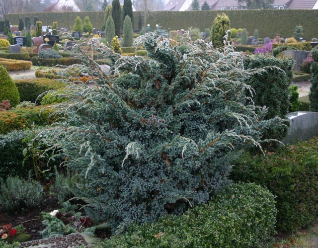Juniperus squamata 'Meyeri' - Blauzeder-Wacholder