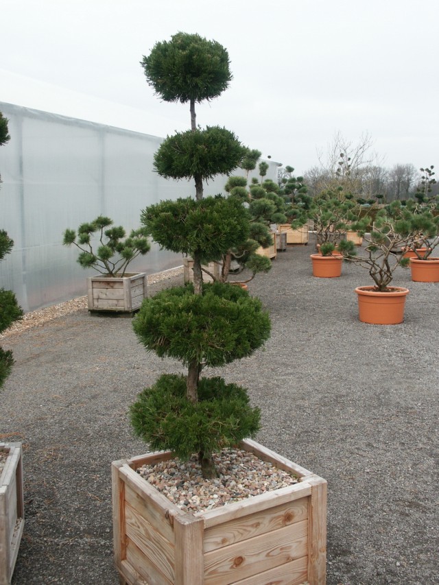 Juniperus virginiana 'Canaertii' - Zypressen-Wacholder