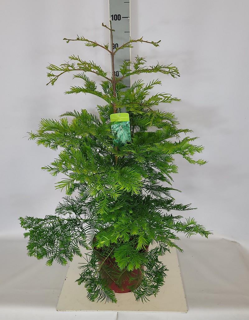 Metasequoia glyptostroboides 'Chubby' – Veredelter Urweltmammutbaum Chubby