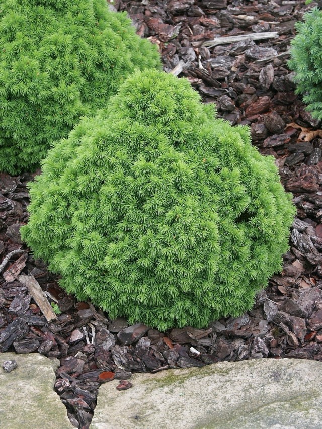 Picea glauca 'Alberta Globe' - die Kugelfichte