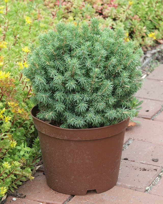 Picea glauca 'Alberta Globe' - die grüne Kugelfichte