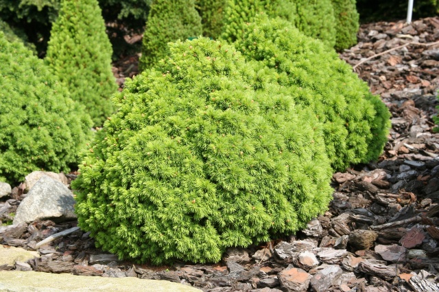 Picea glauca 'Alberta Globe' - die grüne Kugelfichte