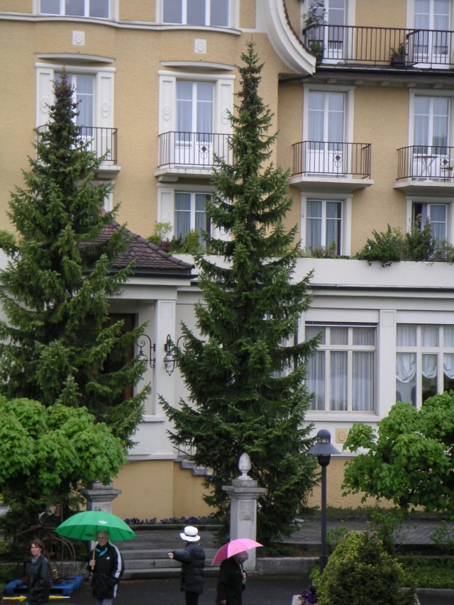 Picea omorika - die serbische Fichte, die Omorikafichte