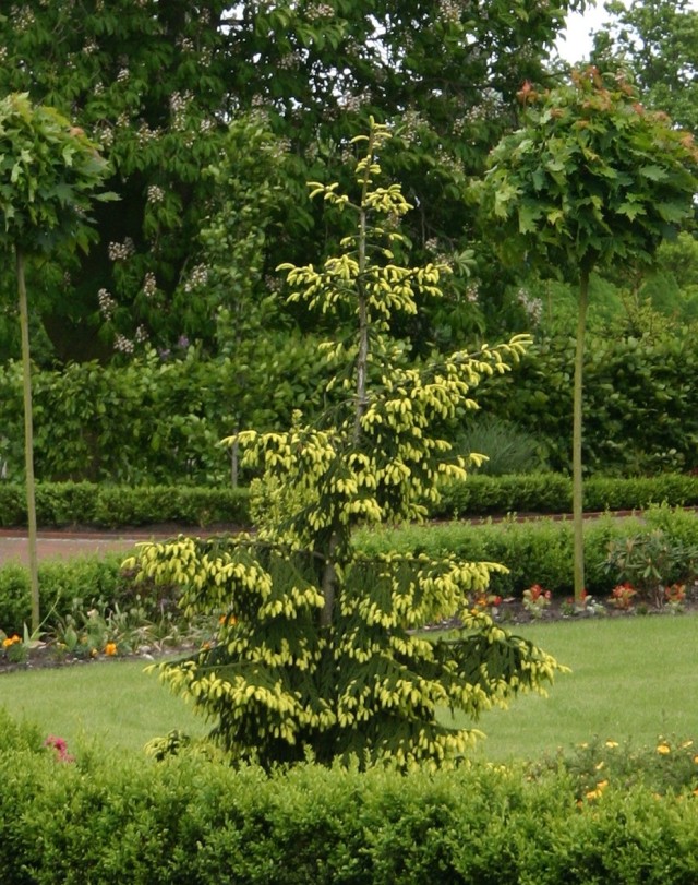 Picea orientalis 'Aurea' - Die orientalische Goldfichte
