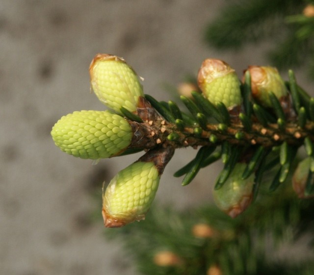 Picea orientalis 'Aurea' - neuer Austrieb im Detail
