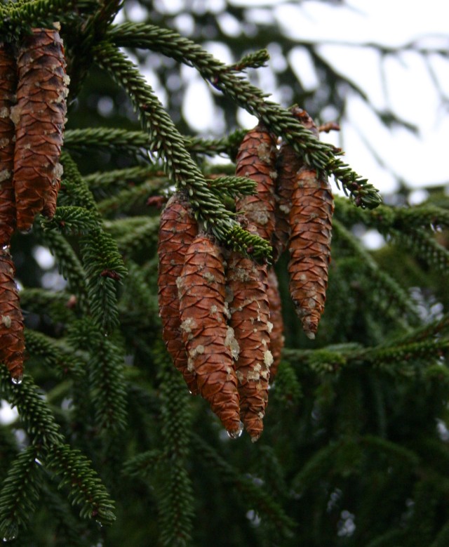 Picea orientalis 'Aurea' - Zapfen