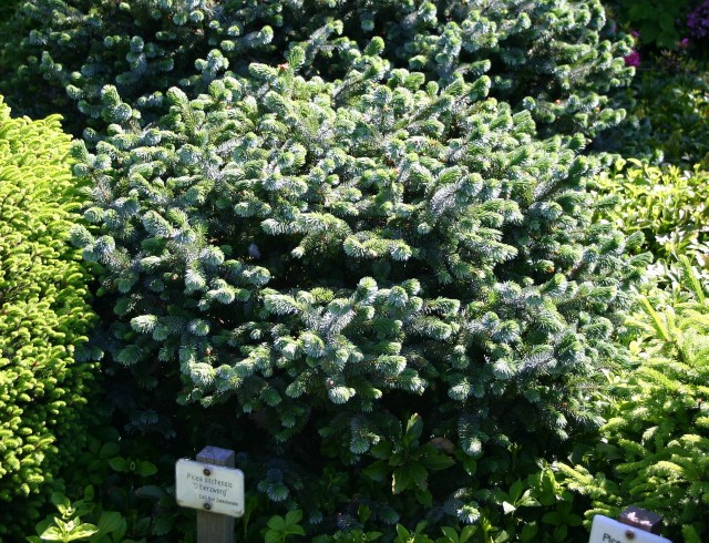Picea sitchensis 'Silberzwerg' - silbrige Zwergform der Sitka-Fichte
