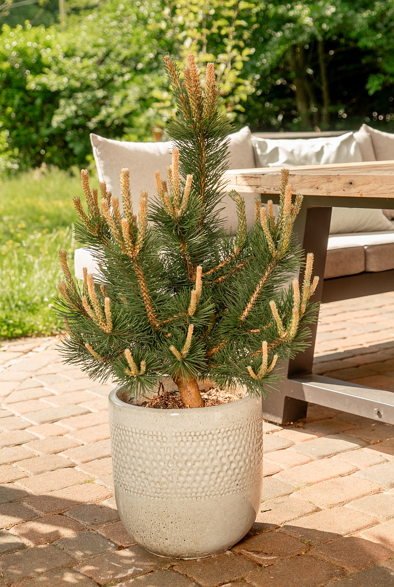 Pinus uncinata 'Attila' (S) - Aufrechte Kiefer Attila